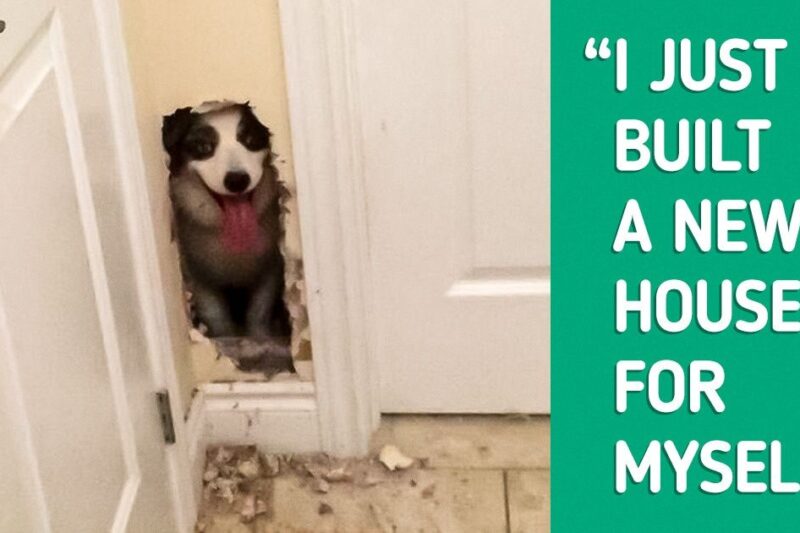 14 Photos That Are Literally Screaming for Help