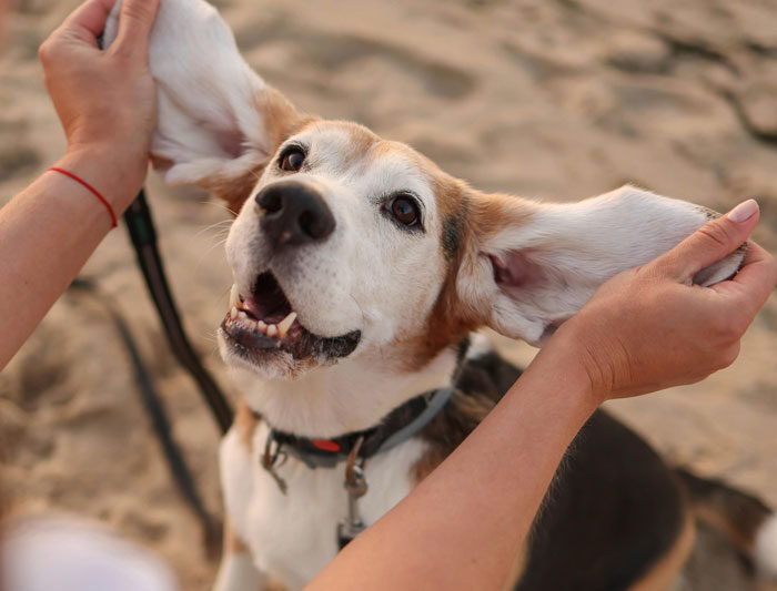 Easy Steps to Clean Your Dog’s Ears at Home: Expert Tips and Tricks